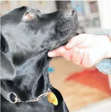  ?? Photo / Alison Smith. ?? Ivy looks up to her owner Ian Styles. Both will be raising money for the blind this weekend in Whangamata.