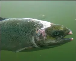  ??  ?? n Sea lice that afflict farmed salmon can also kill wild salmon and trout