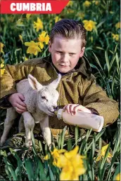  ?? ?? CUMBRIA
Spring joy...Harris Slater, nine, hand feeds a baby lamb among the daffodils in Naworth