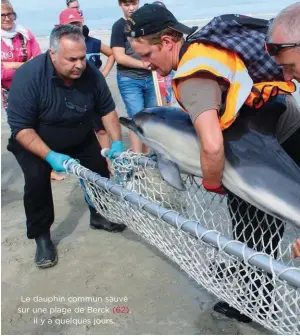  ??  ?? Le dauphin commun sauvé sur une plage de Berck (62),il y a quelques jours.