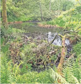  ??  ?? Nature Bamff Estate near Alyth was one of the places to benefit from the fund