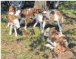  ?? FOTO: TABEA HONSTETTER/DPA ?? Die vier Kälber von Radolfzell sind wohlauf.