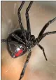  ??  ?? „ A black widow spider was in crate from the US.