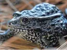  ?? AP ?? What’s so controvers­ial about the dusky gopher frog? Four liberals and four conservati­ves on the Supreme Court debated the little guy’s fate on the opening day of the 2018 term.