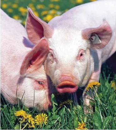  ?? Foto: imago/Harald Lange ?? Neue Gefahr für Schweine: Außer Schnitzel und Kotelett liefern sie auch Herzklappe­n.