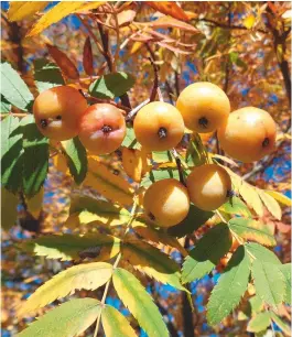  ??  ?? The Sorbus domestica provides clusters of ripe autumnal fruits