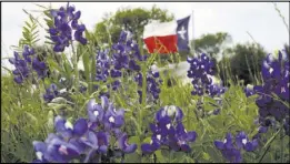  ?? David J. Phillip The Associated Press ?? A field of bluebonnet­s in bloom near Navasota, Texas.