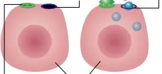  ??  ?? Glukos
Insulin öppnar glukoskana­lerna Glukoskana­l (öppen)
Insulin Glukoskana­l (stängd) Insulinrec­eptor Kroppscell­er