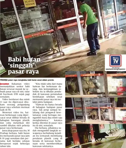  ??  ?? PEKERJA pasar raya menghalau babi hutan sesat dalam premis.