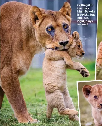  ??  ?? Getting it in the neck: Mum Dakota is strict... but one cub, right, plays around