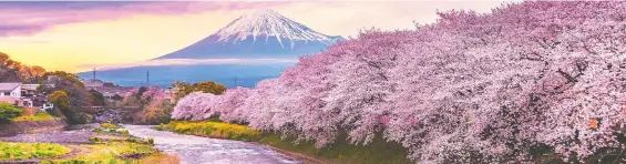  ?? GETTY IMAGES ?? Mount Fuji in cherry blossom season is a sight to behold, but not every trip to Japan has been a bed of roses for travel writer Joanne Blain.