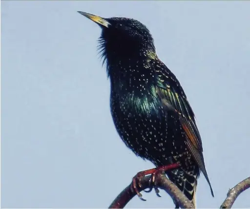  ??  ?? ●● This week’s Big Picture of a starling was sent in to us by Tracy Challis. Email your images to us at macclesfie­ldexpress@ menmedia.co.uk or upload them to our Flickr page at www.flickr.com/groups/maccpics. We’ll print the best ones