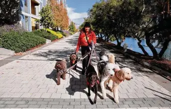  ?? Yalonda M. James/The Chronicle ?? Susana Rodriguez, a dog walker with Bark Avenue Doggy Daycare, visits Mission Creek Park.