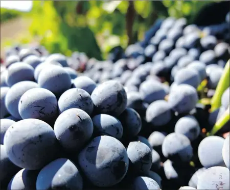  ?? PLANETA ?? Nero d’Avola is grown across Sicily and represents almost 20 per cent of the total vineyard area, where it thrives in the hot Mediterran­ean climate.