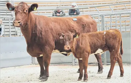  ??  ?? A top price was paid by Iain Green Corskie for Coldrochie Broadhooks and her calf at Stirling yesterday.