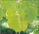  ?? [BAILEY NURSERIES] ?? Redbud, a small tree with heart-shaped leaves, is native to Ohio.