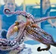  ?? Foto: dpa ?? Ein Oktopus hat acht lange Arme. Sie können unabhängig voneinande­r bewegt werden.