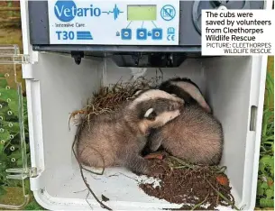  ?? PICTURE: CLEETHORPE­S WILDLIFE RESCUE ?? The cubs were saved by volunteers from Cleethorpe­s Wildlife Rescue