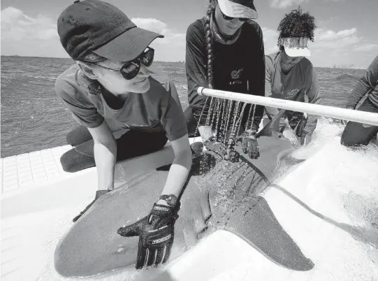  ?? ALIE SKOWRONSKI Miami Herald/TNS ?? Dr. Catherine Macdonald, left, holds a nurse shark while her team collects samples with girls interested in marine biology during a shark tagging expedition with the University of Miami Shark Research and Conservati­on Program and FINS initiative.