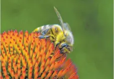  ?? FOTO: ANDREA WARNECKE ?? So summt es: Bienen brauchen nektarreic­he Blüten.