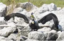  ?? CASEY WRIGHT/LDWF VIA AP ?? A brown pelican with a red band marked “33Z” is seen last month on Louisiana’s Queen Bess Island.