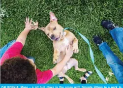  ??  ?? CALIFORNIA: Mase - a pit bull plays in the grass with Delonte Hillery in a park in Escondido, California. Mase was adopted a week ago by the Hillery family from the San Diego Humane Society.