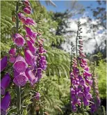  ??  ?? Foxgloves near the pond enjoy the sun.