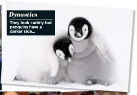  ??  ?? Dynasties They look cuddly but penguins have a darker side...