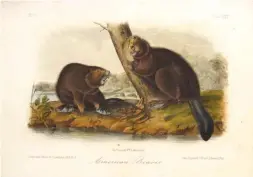  ??  ?? John James Audubon (1785-1851), American Beaver, hand-tinted Octavo Edition Lithograph, 7 x 10”. Lee Silliman Engraving Collection.