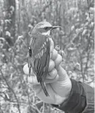  ?? LIZ ALLOCCA ?? A golden-winged warbler fitted with a Motus transmitte­r is held prior to release near Rhinelande­r. The transmitte­r is the small black device and thin antennae on the bird's back. On Tuesday, the U.S. House of Representa­tives passed legislatio­n that would provide $1.4 billion for threatened and endangered wildlife programs.