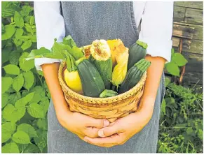  ??  ?? ● Take care of growing plants now for a great courgette harvest later