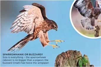  ??  ?? SPARROWHAW­K OR BUZZARD? Size is everything – the sparrowhaw­k (above) is no bigger than a pigeon; the buzzard (inset) has twice the wingspan