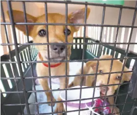  ?? Steve Earley / Virginian-Pilot ?? There are a number of questions to ask when considerin­g a kennel to care for animals, like these two brought to Virginia Beach, Va., from the U.S. Virgin Islands damaged by Hurricane Irma.