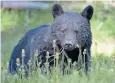  ?? ?? Fur for the British bearskin cap comes from culled Canadian black bears