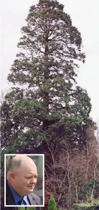  ??  ?? Historic: The giant redwood as it was and, inset, tree surgeon Arwyn Morgan, who felled it