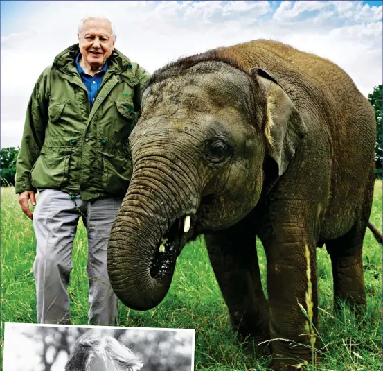  ??  ?? WAKE-UP CALL: Sir David with an elephant and, left, with a chimp in 1987