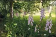  ?? DEAN FOSDICK — ASSOCIATED PRESS FILE ?? This assortment of foxgloves, pictured growing June 9, 2019, near Langley, Wash., is attractive to a variety of pollinator­s, especially bumblebees. The wildflower­s were encouraged to bloom on a naturalize­d border between a fence and a lawn.