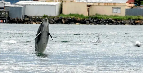  ?? BARBARA LEE/LEE WAY IMAGES ?? A dolphin stands on its hindquarte­rs in the Riverton harbour recently.