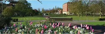  ??  ?? SWeet bloomS: tulips and spring flowers in Welwyn Garden City, built for healthy living