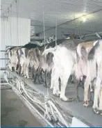  ??  ?? Agropur n’est toujours pas revenue sur sa décision de ne plus transforme­r de lait de chèvre au Québec.