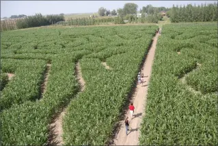  ?? Herald photo by Tim Kalinowski ?? The Lethbridge Corn Maze near Park Lake opened for the summer again on Friday.