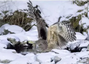  ??  ?? ÉSNOW FISHING The largest owl in the world (by weight and wingspan), the incredible Blakiston’s Fish Owl plunges to take a fish