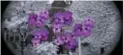  ?? CHARLES BONNET FOUNDATION AUSTRALIA ?? “My walls are covered in these purple flowers,” said one patient who suffers from glaucoma.