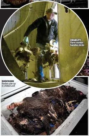  ?? ?? Hens barely have room to move
SHOCKING Bodies pile up in chilled unit
CRUELTY Farm worker handles birds