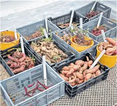  ??  ?? The sweet potato trial harvest at
West Dean resulted in an abundance of varieties