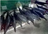  ??  ?? A video captured by an onlooker shows some of the dolphins being hauled in while alive