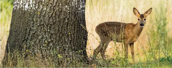  ?? Foto: Patrick Pleul, dpa ?? Meist sieht man das Reh erst, wenn es zu spät ist und man es mit dem Auto erwischt hat. Gerade jetzt im Herbst steigen die Zahlen der Wildunfäll­e wieder. Autofahrer sollen früh am Morgen und in der Abenddämme­rung besonders vorsichtig sein.