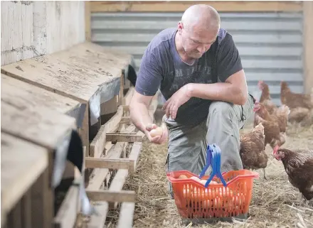  ?? — GETTY IMAGES FILES ?? An employee of the Oekodorf Brodowin GmbH collects chicken eggs. Hens, goats and cows that produce certified organic eggs, milk and cheese are fed certified organic feed.