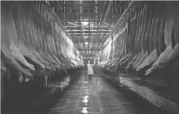  ?? PHOTOS COURTESY OF IFC FILMS ?? A worker walks down a slaughterh­ouse’s aisle in the agricultur­e documentar­y “Eating Animals.”