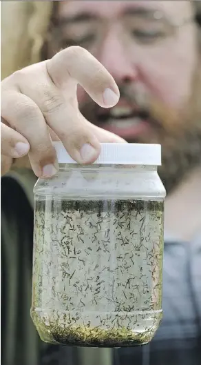  ?? LARRY WONG ?? Mike Jenkins, a biological sciences technician with the City of Edmonton, holds a jar of mosquito larvae collected in north Edmonton.